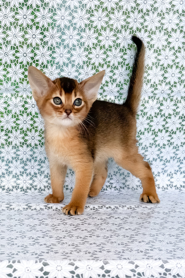 Zholi | Abyssinian Kitten