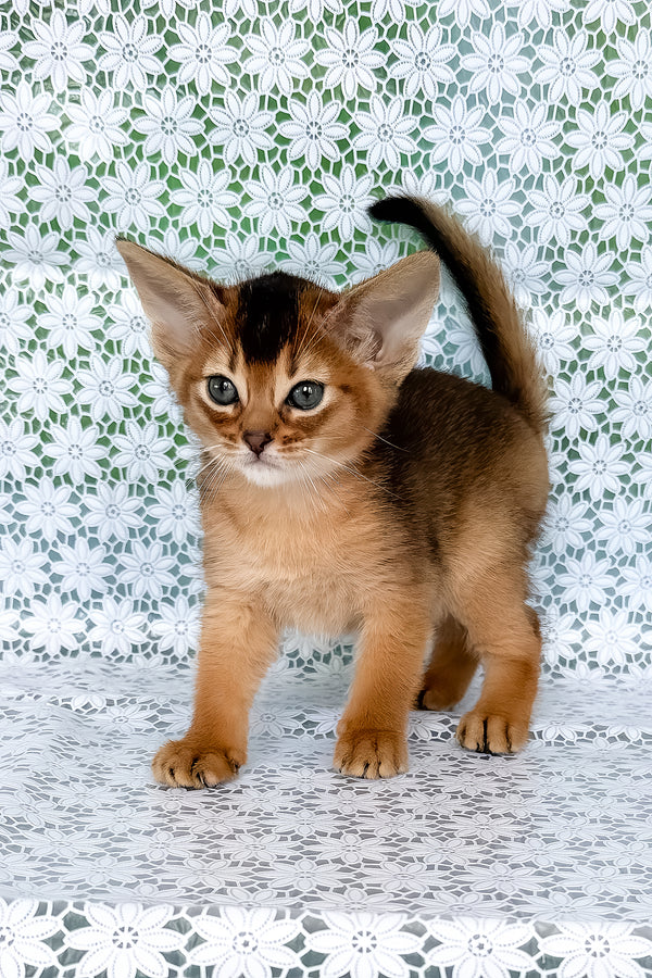 Zholi | Abyssinian Kitten