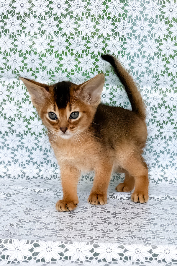 Zholi | Abyssinian Kitten
