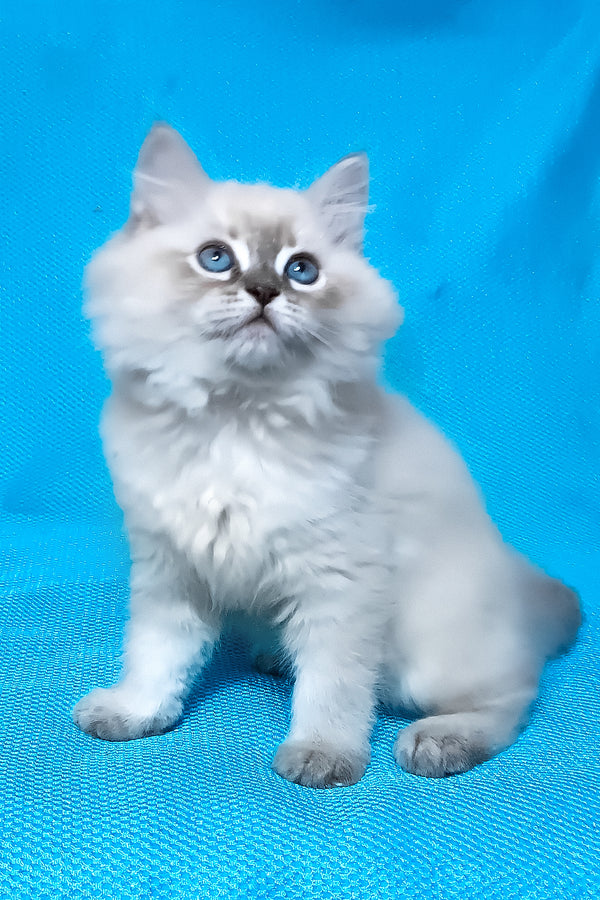 Zhulen | Siberian Kitten