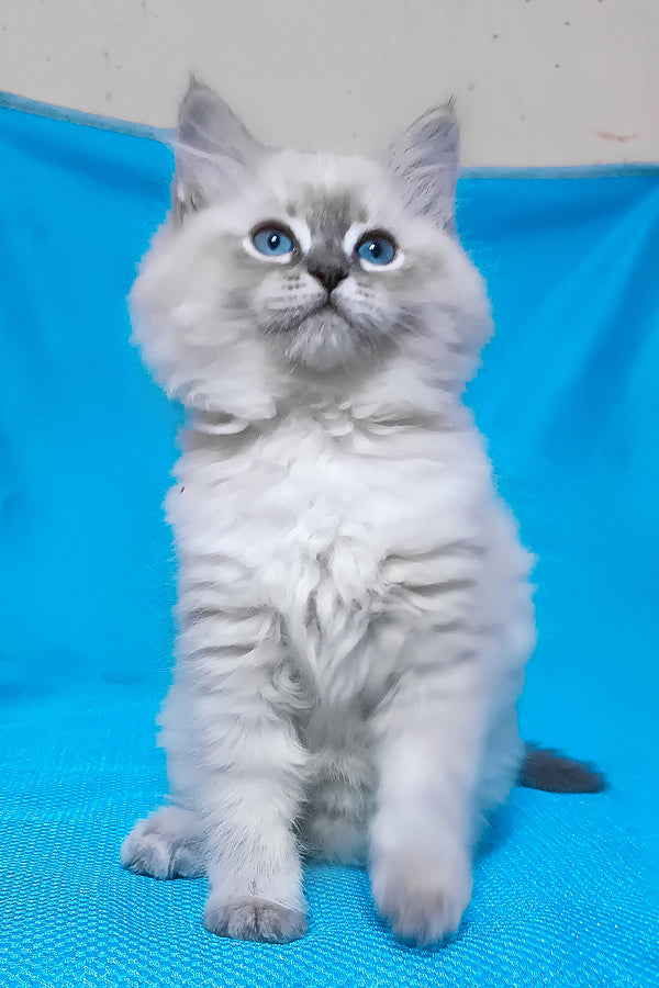 Zhulen | Siberian Kitten