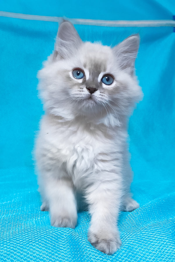 Zhulen | Siberian Kitten