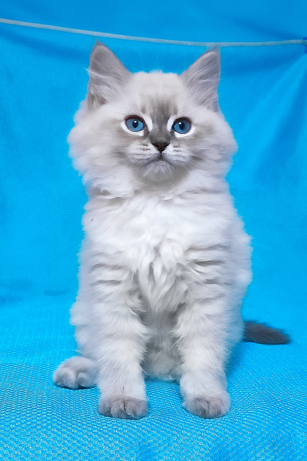Zhulen | Siberian Kitten