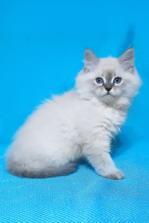 Zhulen | Siberian Kitten