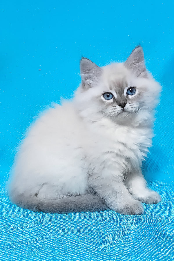 Zhulen | Siberian Kitten