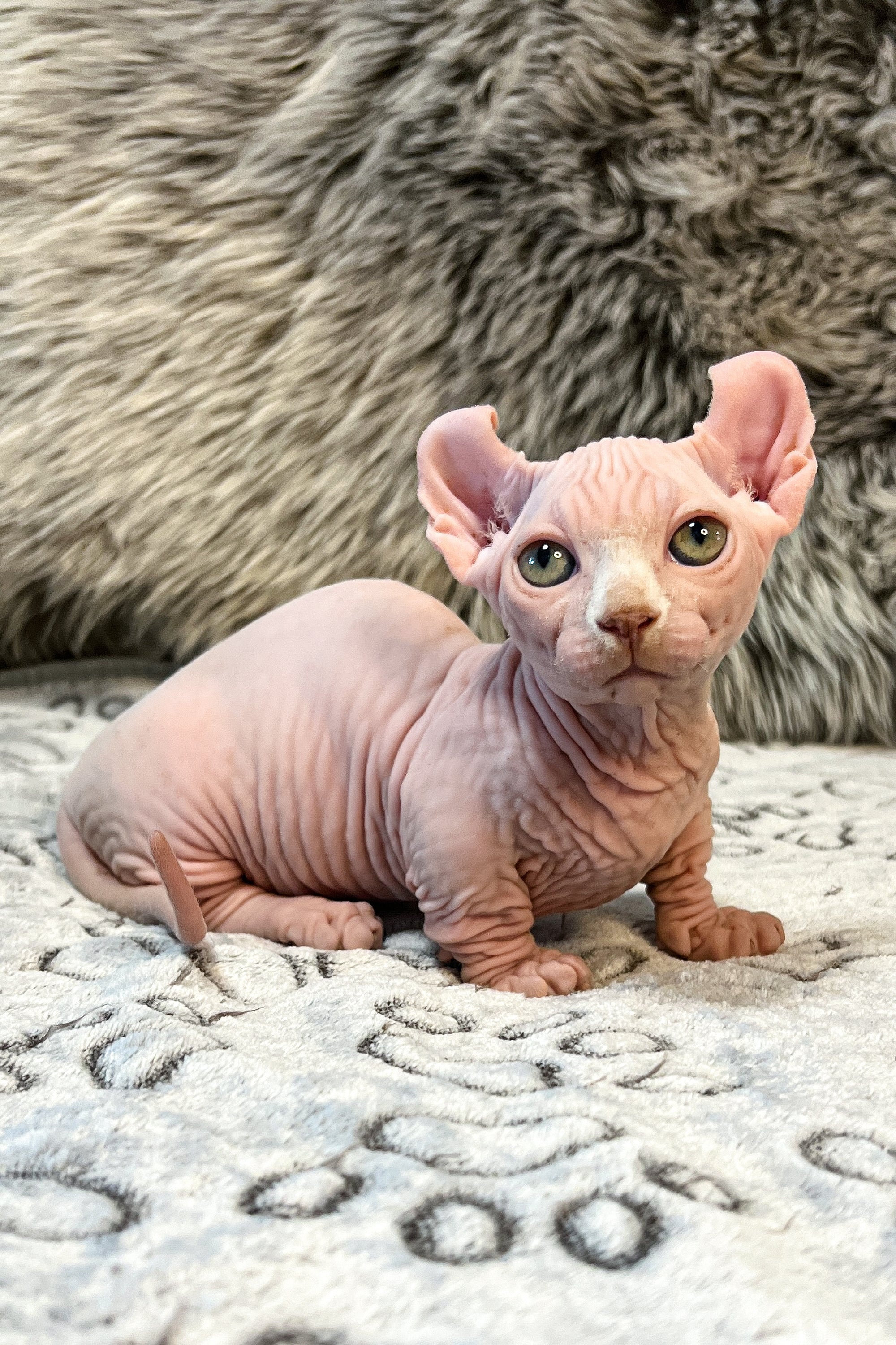 Zidan Dwelf Sphynx Kitten with Stunning Green Eyes