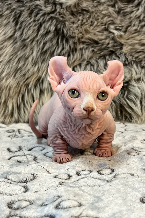 Zidan | Dwelf Sphynx Kitten