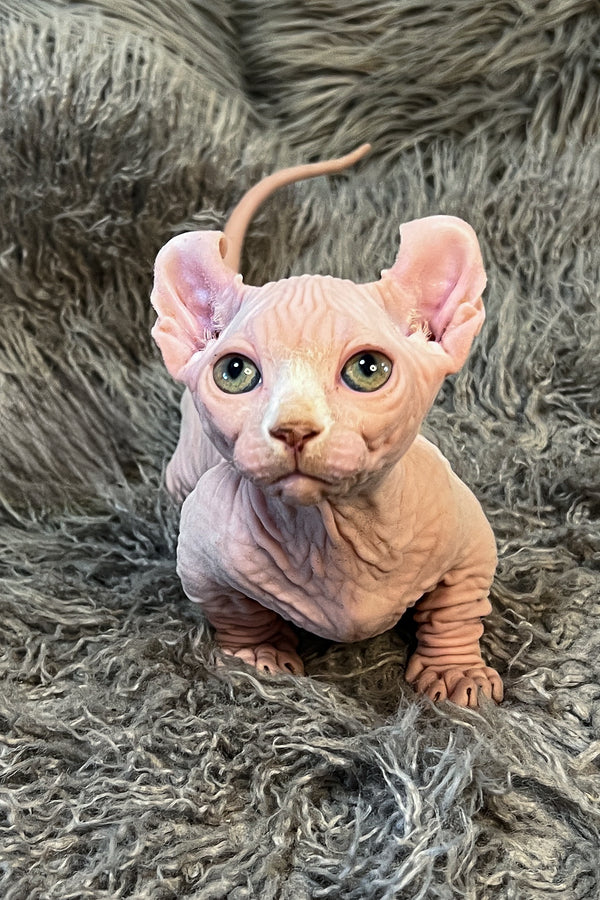 Zidan | Dwelf Sphynx Kitten