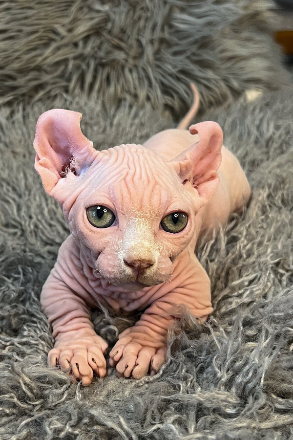 Zidan | Dwelf Sphynx Kitten
