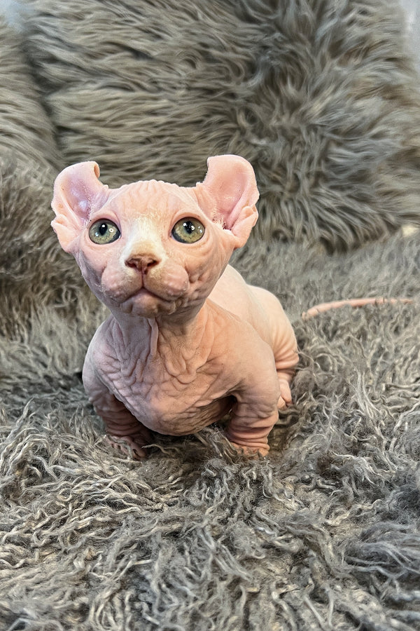 Zidan | Dwelf Sphynx Kitten