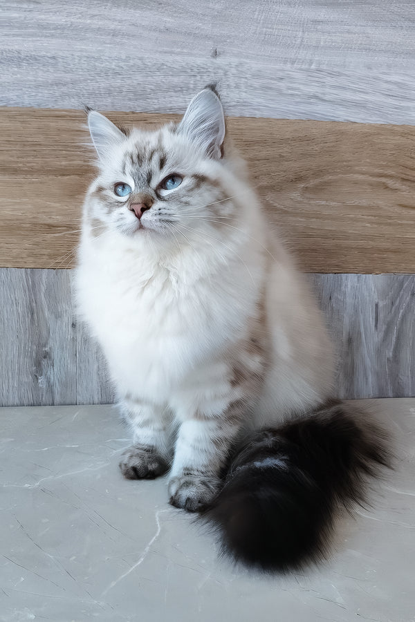 Zlata | Siberian Kitten