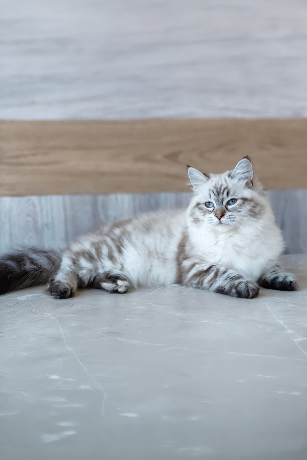 Zlata | Siberian Kitten