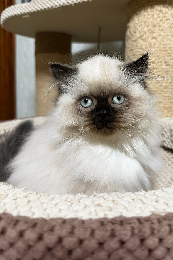 Zlata | Scottish Straight Longhair Kitten