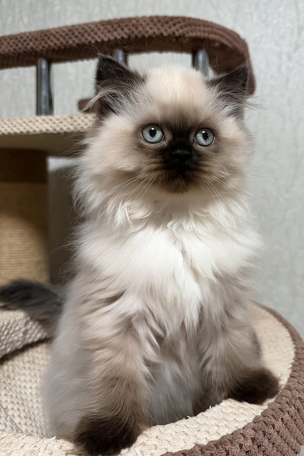 Zlata | Scottish Straight Longhair Kitten