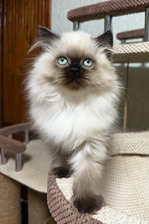 Zlata | Scottish Straight Longhair Kitten