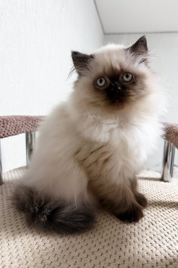 Zlata | Scottish Straight Longhair Kitten
