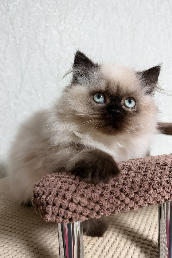 Zlata | Scottish Straight Longhair Kitten