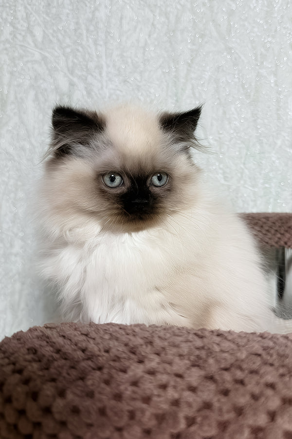 Zlata | Scottish Straight Longhair Kitten
