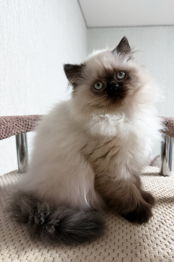 Zlata | Scottish Straight Longhair Kitten