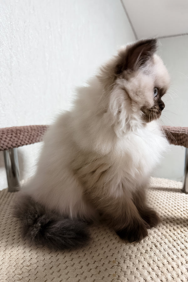 Zlata | Scottish Straight Longhair Kitten