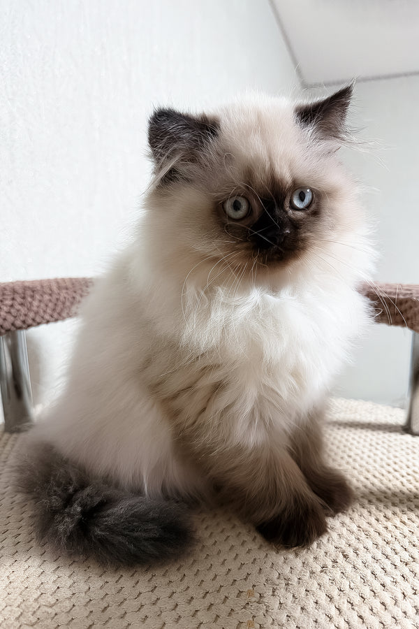 Zlata | Scottish Straight Longhair Kitten