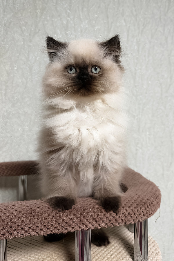 Zlata | Scottish Straight Longhair Kitten