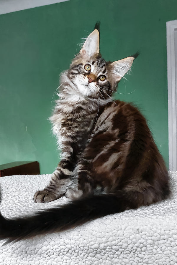 Zlatan | Maine Coon Kitten