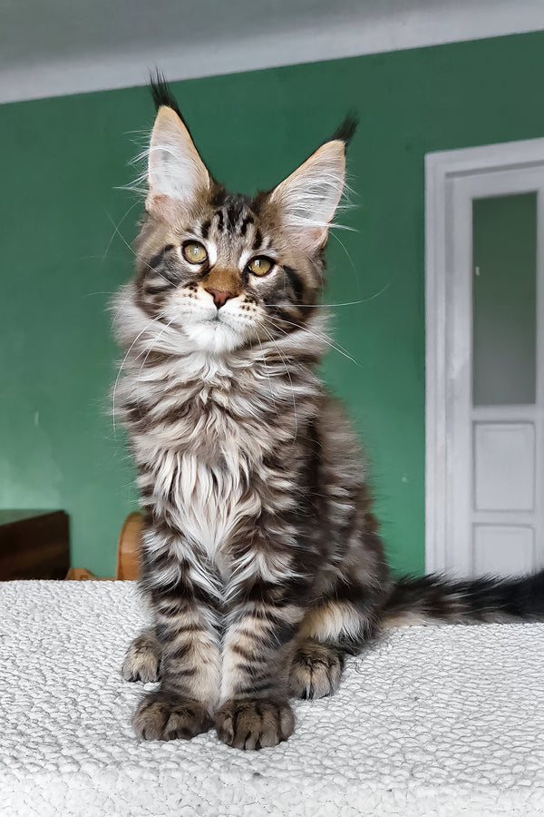 Zlatan | Maine Coon Kitten