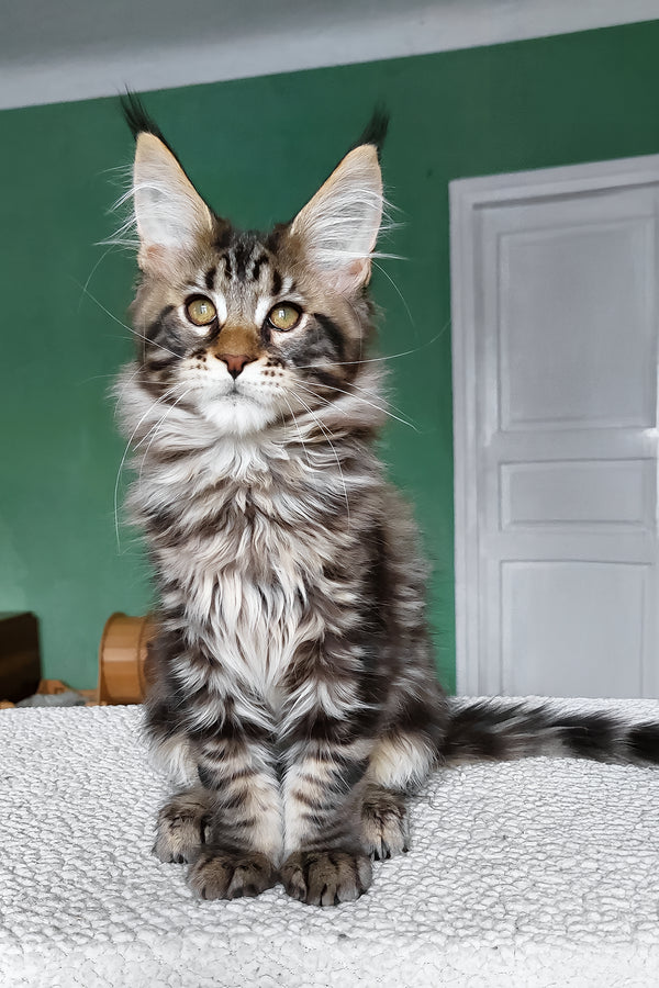 Zlatan | Maine Coon Kitten