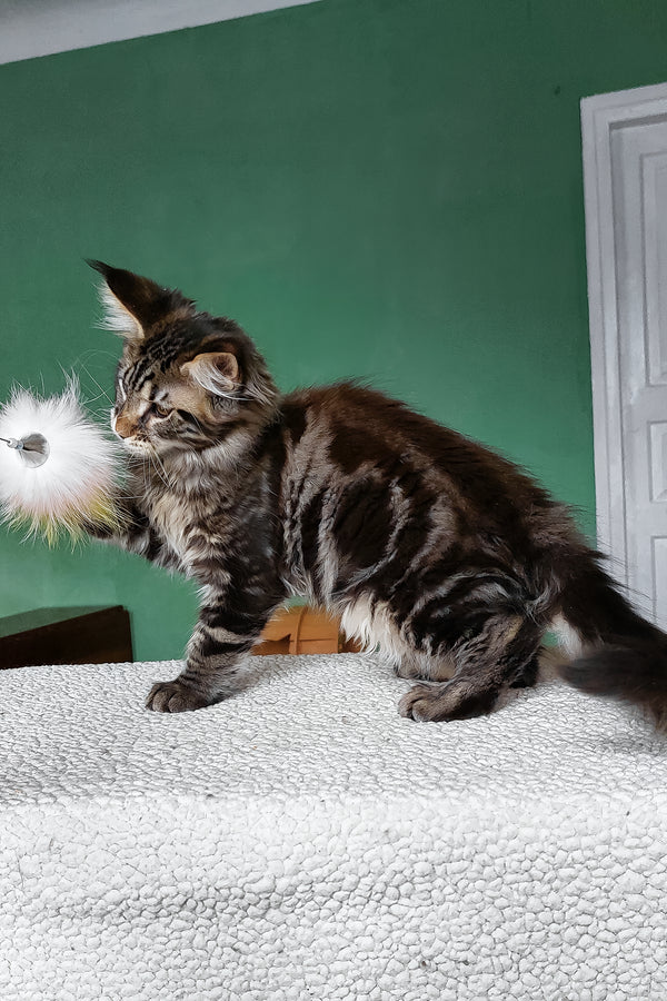 Zlatan | Maine Coon Kitten