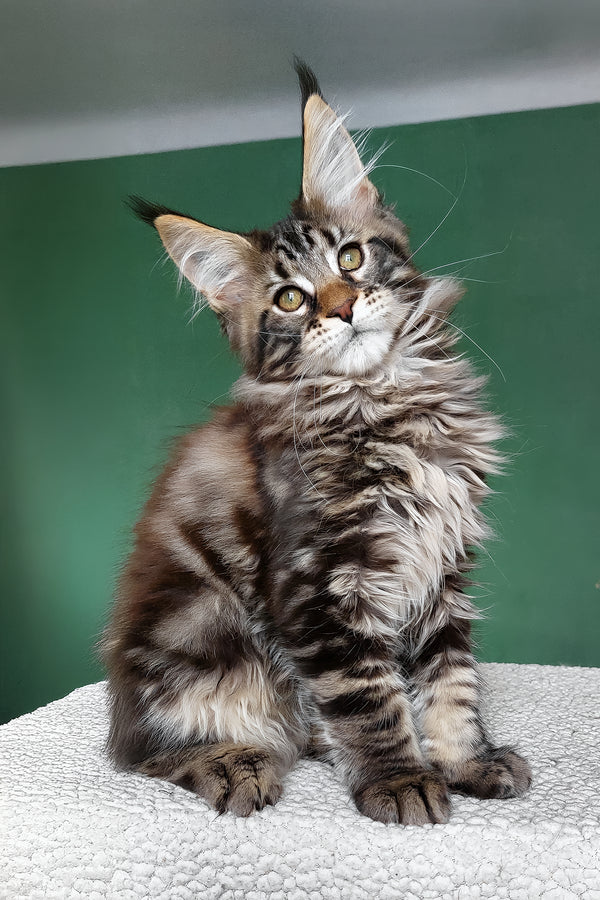 Zlatan | Maine Coon Kitten