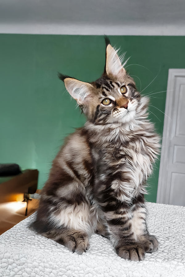 Zlatan | Maine Coon Kitten