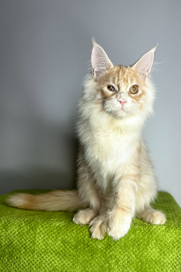 Zlatan | Maine Coon Kitten