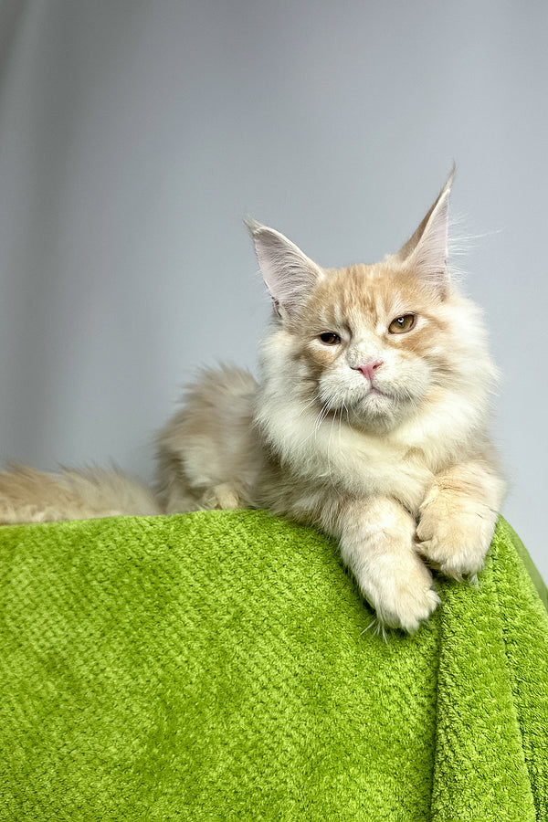 Zlatan | Maine Coon Kitten