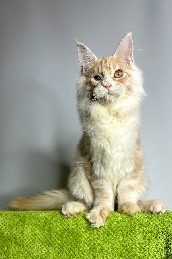 Zlatan | Maine Coon Kitten
