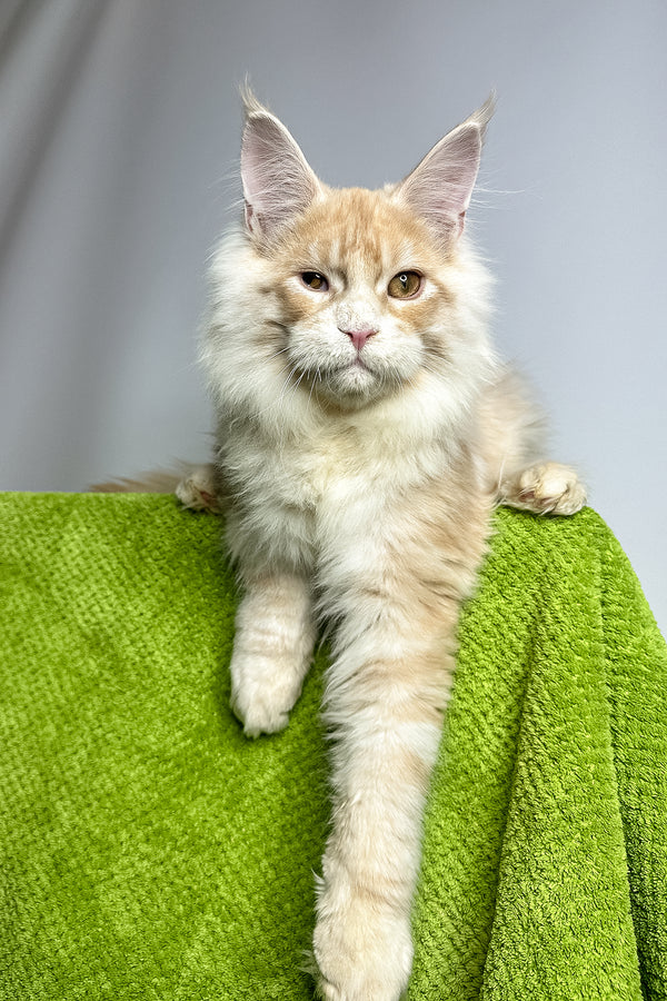 Zlatan | Maine Coon Kitten