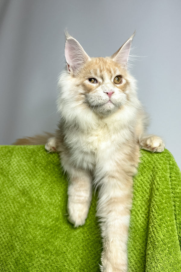 Zlatan | Maine Coon Kitten