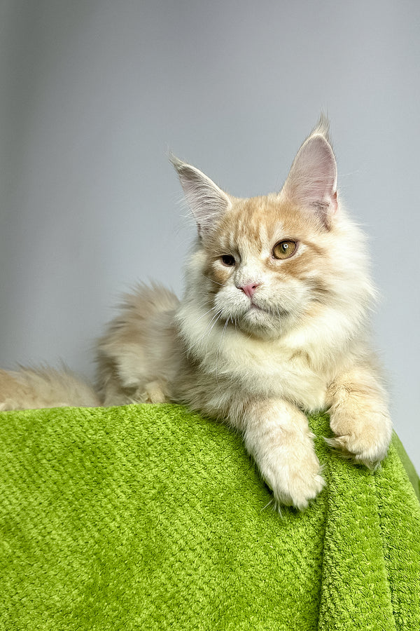 Zlatan | Maine Coon Kitten