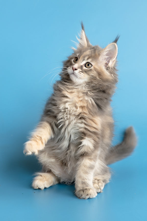 Zoe | Maine Coon Kitten