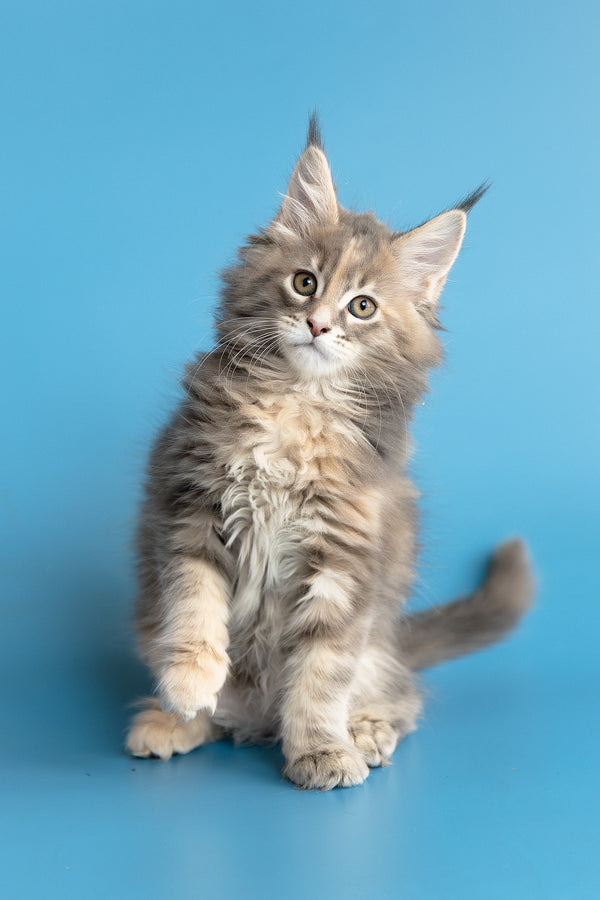 Zoe | Maine Coon Kitten
