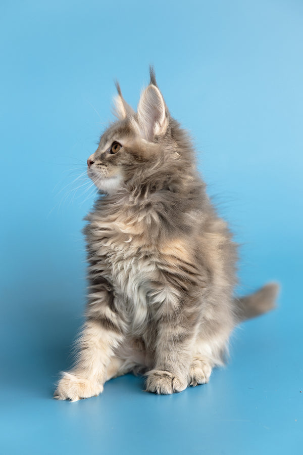 Zoe | Maine Coon Kitten
