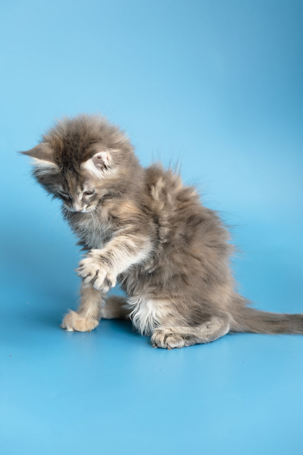 Zoe | Maine Coon Kitten