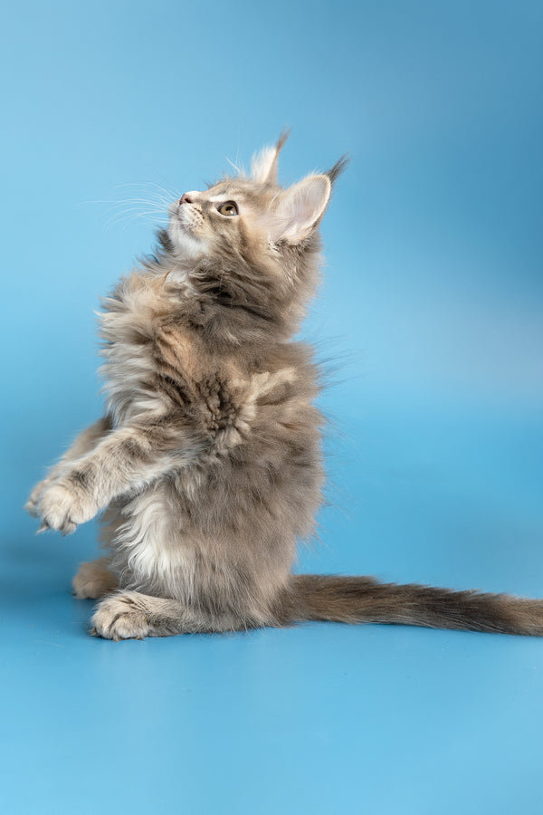 Zoe | Maine Coon Kitten