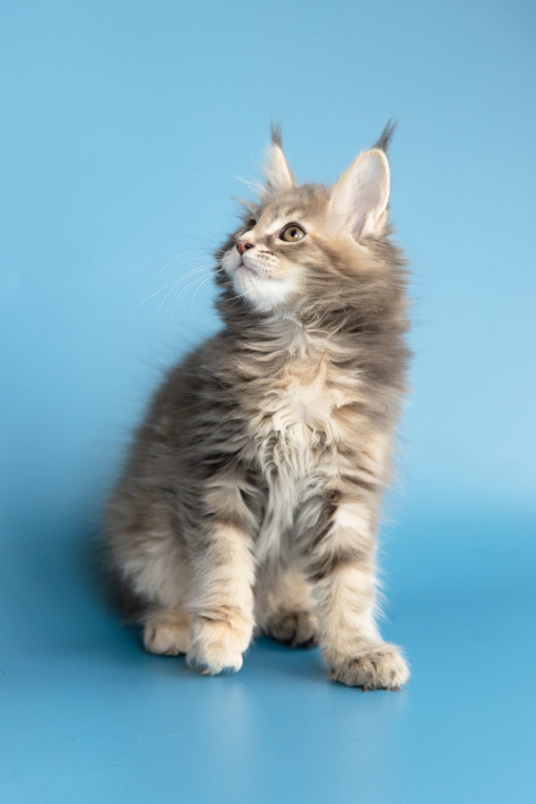 Zoe | Maine Coon Kitten