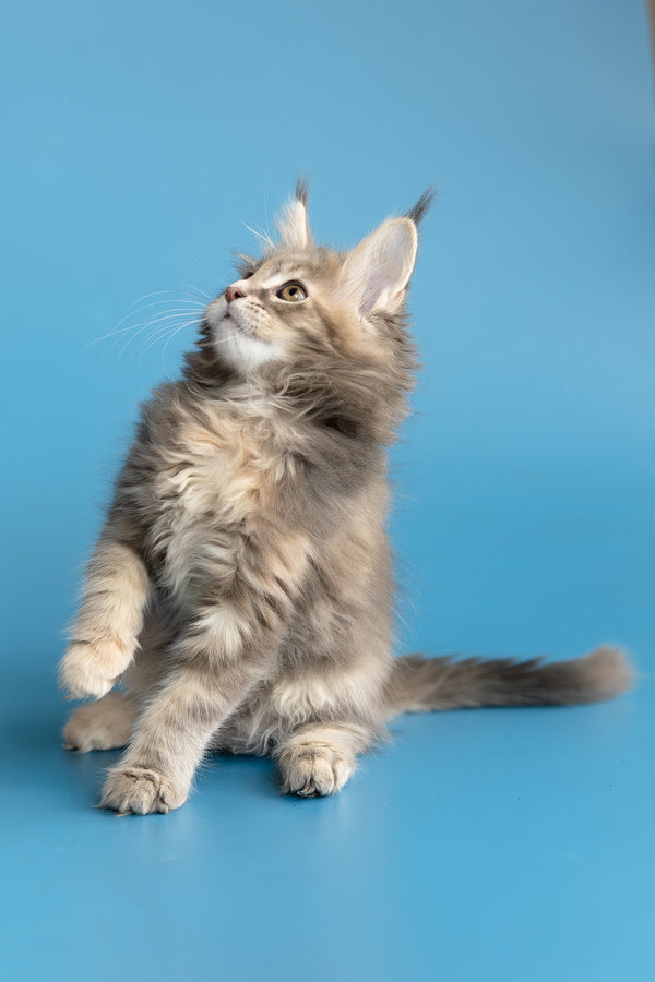 Zoe | Maine Coon Kitten