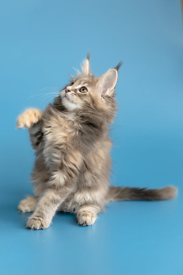 Zoe | Maine Coon Kitten