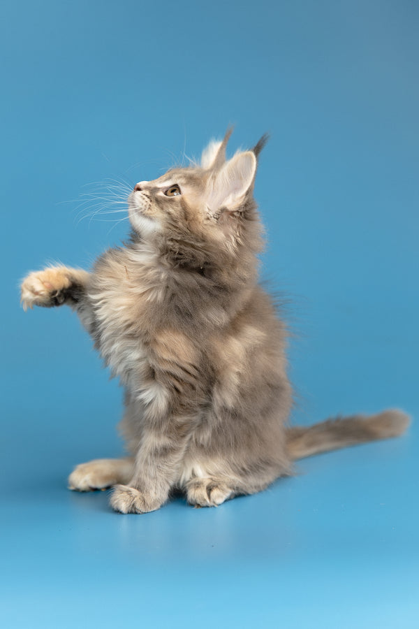 Zoe | Maine Coon Kitten