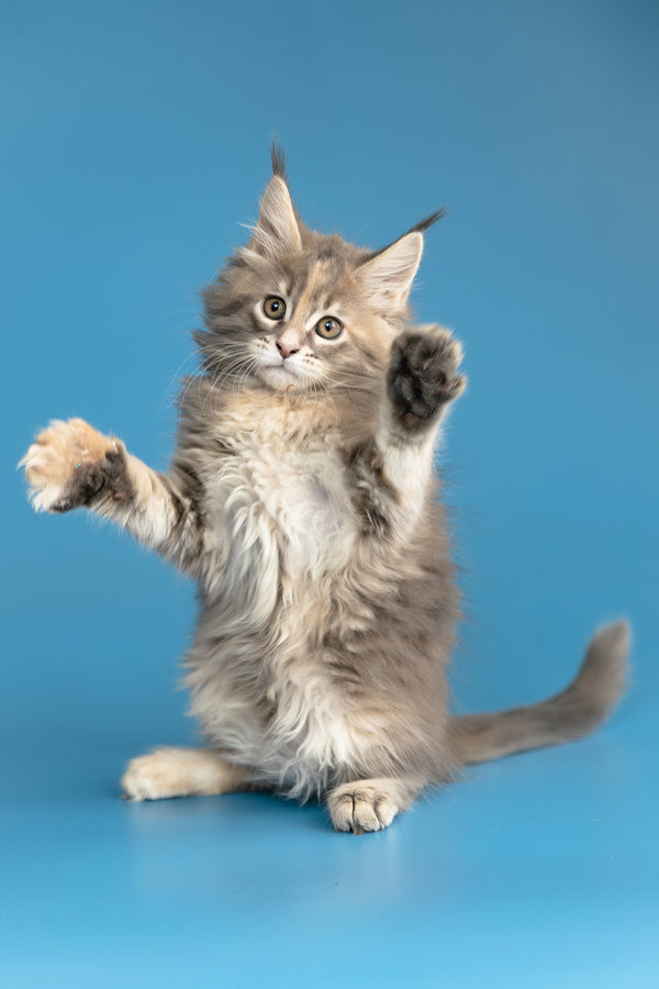 Zoe | Maine Coon Kitten