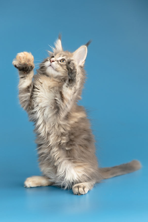 Zoe | Maine Coon Kitten