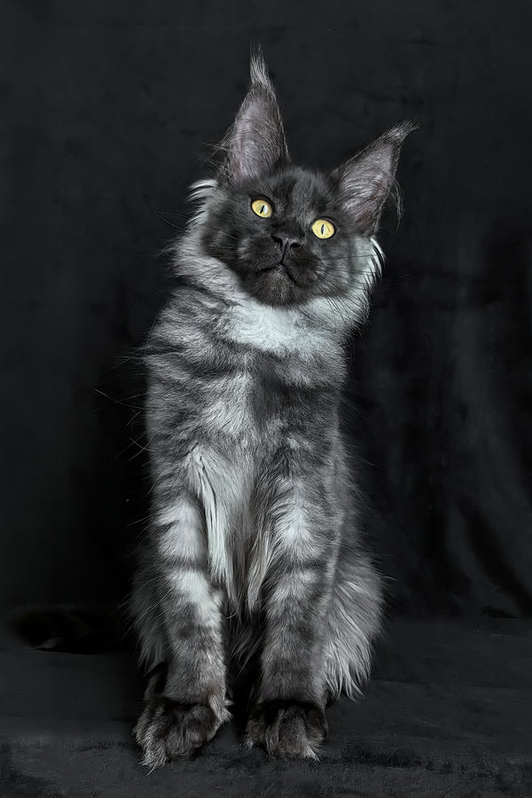 Zolda | Maine Coon Kitten